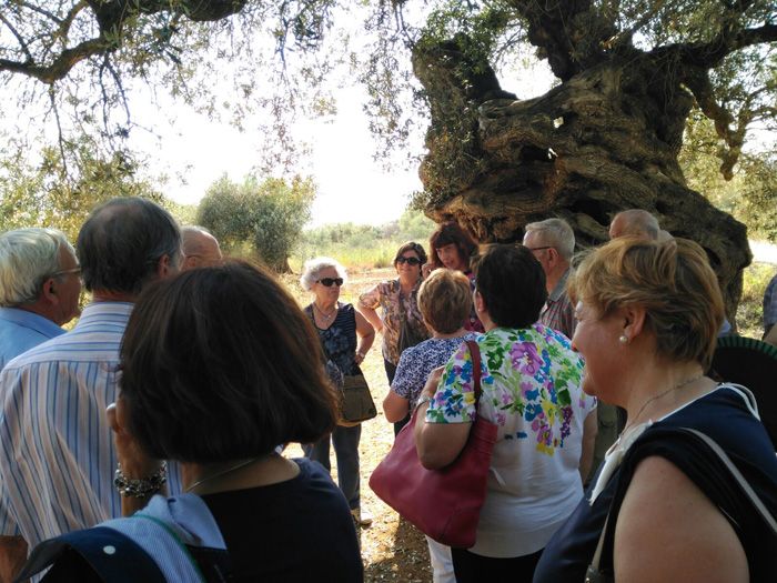 canet lo roig visitas guiadas olivos milenarios excursiones una jornada