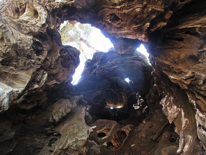 canet lo roig visitas guiadas olivos milenarios excursiones una jornada