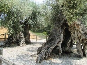 canet lo roig visitas guiadas olivos milenarios excursiones una jornada