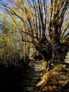 excursiones una jornada mediterraneo interior adzucats