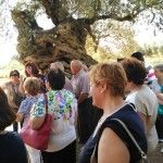 Ya hay grupos solicitando a AdzucaTs conocer durante una jornada la tierra de los olivos milenarios ...