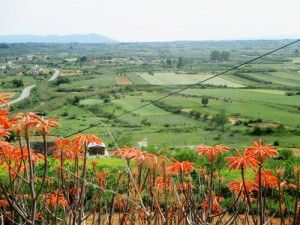 olivos milenarios canet lo roig visitas guiadas excursiones en grupo adzucats