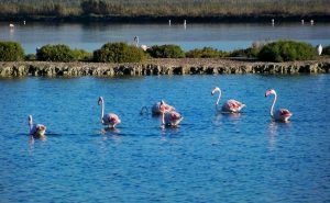 excursiones en grupo santa pola turismo cultural adzucats