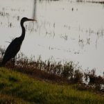 Imágenes de la Albufera y su entorno realizadas por adzucaTs para preparar próximas visitas en Racó ...