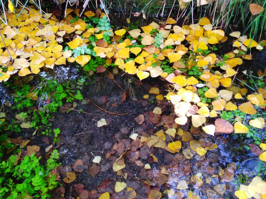 turismo cultural excursiones grupos ademuz adzucats