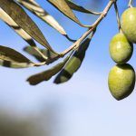 Un aceite de oliva de la Comunidad Valenciana entra por primera vez en tiempo record en el TOP10 de ...